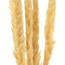 Artículo Hierba de la pampa hierba seca crema decoración seca 70cm 6uds