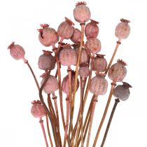Artículo Dry Deco Poppy Cápsulas Flores Secas Color Rosa Amapola 75g
