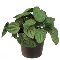 Artículo Peperomia Green Twist - Planta de interior robusta y decorativa en maceta de 20 cm