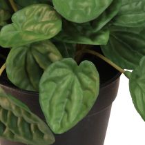 Artículo Peperomia Green Twist - Planta de interior robusta y decorativa en maceta de 20 cm