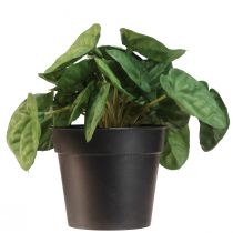 Artículo Peperomia Green Twist - Planta de interior robusta y decorativa en maceta de 20 cm