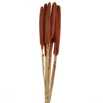 Artículo Cañas Decorativas Mijo Perla Babala Millet Marrón 70cm 10uds