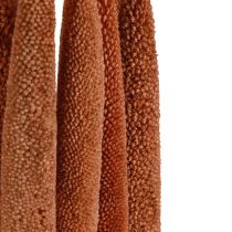 Artículo Cañas Decorativas Mijo Perla Babala Millet Marrón 70cm 10uds