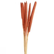 Artículo Cañas de mijo perla Babala mijo naranja 70cm 10uds