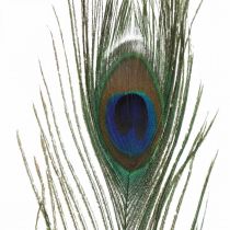 Plumas de pavo real deco plumas reales para manualidades naturales 24-32cm 24pcs
