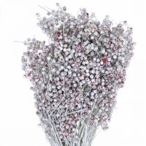 Artículo Bayas de pimiento nevado, decoración de invierno, flores secas, Adviento, pimienta rosa blanca lavada 170g