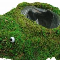 Plantador de rana con verde musgo 35 × 25cm H21cm