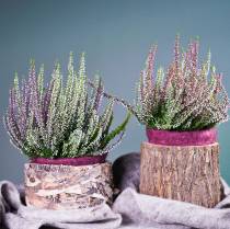Artículo Jardinera redonda maceta abedul Ø17/23cm 2uds