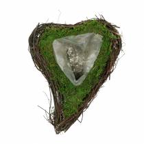 Planta corazón de vid, musgo 22cm x 28cm H8cm