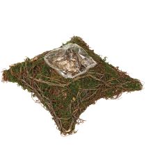 Artículo Cojín para plantas con musgo de enredaderas, cuenco natural de 20 x 20 x 6,5 cm
