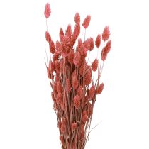Artículo Phalaris brillo hierba flores secas rosa 64cm 70g × 2 piezas