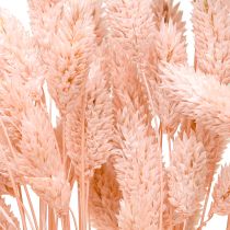 Artículo Hierba seca brillante rosa Phalaris decoración seca 65cm 60g