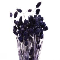 Artículo Phalaris Violeta Hierba Seca Hierba Brillante 50-55cm 100g