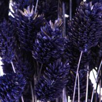 Artículo Phalaris Violeta Hierba Seca Hierba Brillante 50-55cm 100g