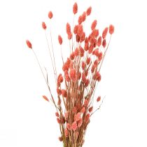 Phalaris hierba brillante rosa decoración seca seca 70cm 75g