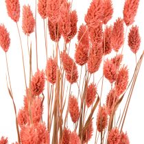 Phalaris hierba brillante rosa decoración seca seca 70cm 75g
