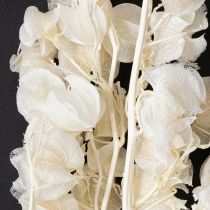 Artículo Flor de linterna seca blanqueada Physalis decoración Nicandra 75-80cm 100g