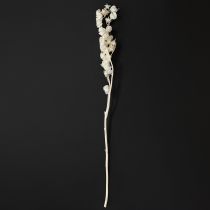 Artículo Physalis seca, flor de farolillo chino blanqueada, nicandra decorativa, 75-80 cm, 100 g