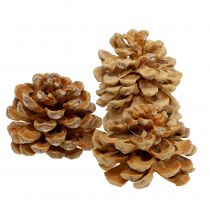 Piñas Pinus Pinea conos crema mixta 5-18cm 25p