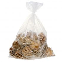 Artículo Piñas Pinus Pinea crema mixta 5-18cm 25uds