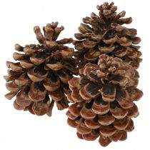 Artículo Pinus Pinea Piñas Reales Pino Natural Grande Al.10-12cm 50uds