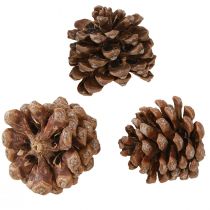 Artículo Pinus Pinea Piñas Medianas Natural 8-10cm 50uds