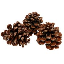 Pinus Pinea mediano 10/14cm natural 50p