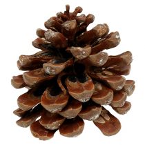Pinus Pinea mediano 10/14cm natural 50p