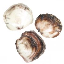 Conchas Capiz, conchas de almejas naturales, elementos naturales Púrpura nacarado 4–16 cm 430 g