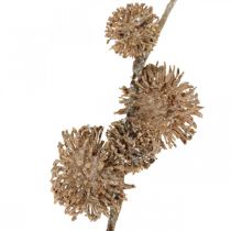 Artículo Rama decorativa Plátano con frutas Decoración de otoño Plátano artificial Marrón L82cm Ø2-4cm