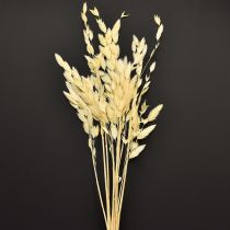 Artículo Hierba de oreja plana Chasmantium Champagne 70cm 10 uds