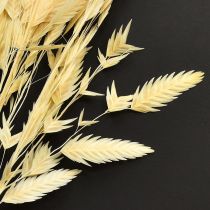 Artículo Hierba de oreja plana Chasmantium Champagne 70cm 10 uds