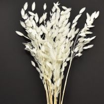Artículo Hierba de espiga plana Hierba seca Chasmantium Blanco 70cm 10 uds