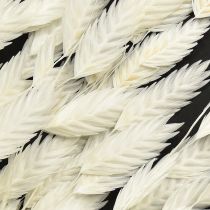 Artículo Hierba de espiga plana Hierba seca Chasmantium Blanco 70cm 10 uds
