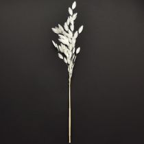 Artículo Canastilla de hoja ancha Hierba seca Chasmantium Blanco 70cm 10uds