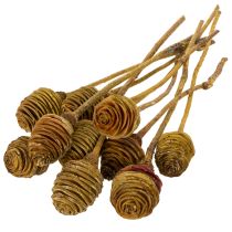 Artículo Crema de Platyspermum 1-3, 50 cabezas