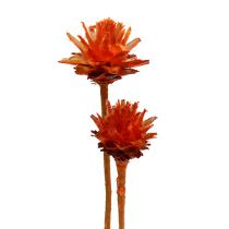 Artículo Plumosum 1 Naranja 25uds