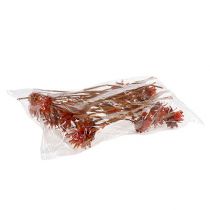 Artículo Plumosum 1 Naranja 25uds