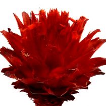 Artículo Plumosum 1 Rojo 25uds