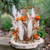 Artículo Plumosum 1 Naranja 25uds