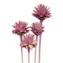 Artículo Leucospermum 1 mora helada 25 uds.