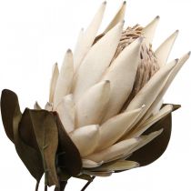 Protea Artificially Withered Drylook Beige Marrón Verde 72cm