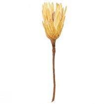 Artículo Proteen crema Repens seca 1ª elección 10-12cm 25uds