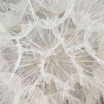 Artículo Diente de león decorativo en blanco: delicadas flores secas para arreglos elegantes Ø11cm 6 piezas