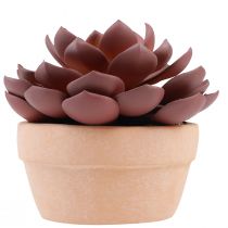 Artículo Planta suculenta en maceta Echeveria artificial roja Ø15cm