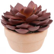 Artículo Planta suculenta en maceta Echeveria artificial roja Ø15cm