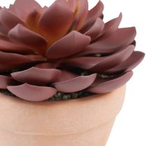 Artículo Planta suculenta en maceta Echeveria artificial roja Ø15cm