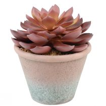 Artículo Planta suculenta en maceta Echeveria artificial rojo vintage Ø15cm H16cm