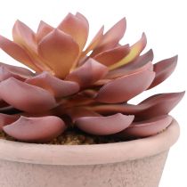 Artículo Planta suculenta en maceta Echeveria artificial rojo vintage Ø15cm H16cm