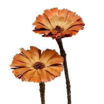 Artículo Repens Roseta Natural 6-7cm 50uds